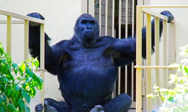 В столичном зоопарке завтра, 8 августа, будут праздновать 45-летие гориллы Тони