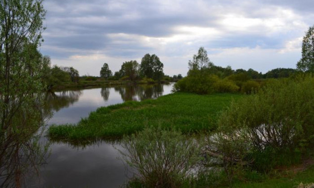 На Киевщине пять столетних дубов признали ботаническими памятниками природы