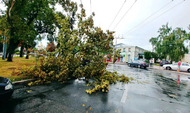 Ураганный ветер 8 августа в Киеве повредил почти три сотни деревьев (фото)