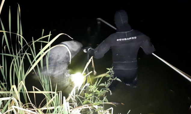 В озере на столичных Осокорках утонул конь (фото)