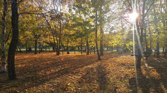 Власти Броваров организовали прием опавших листьев от населения