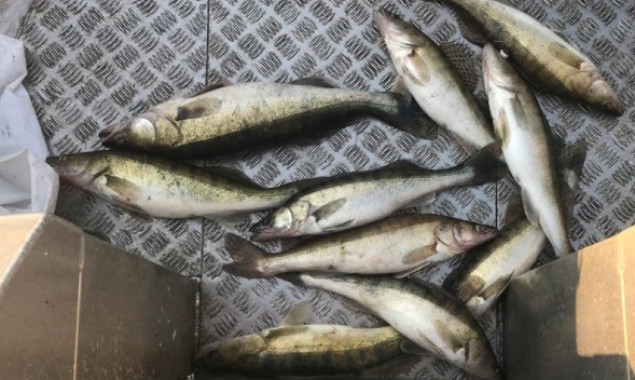 На Киевском водохранилище рыбаки-нарушители нанесли государству ущерб более чем на 25 тысяч гривен