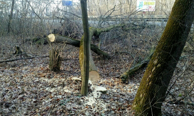 В урочище Теремки национального парка “Голосеевский” застройщик начал вырубку деревьев (фото)