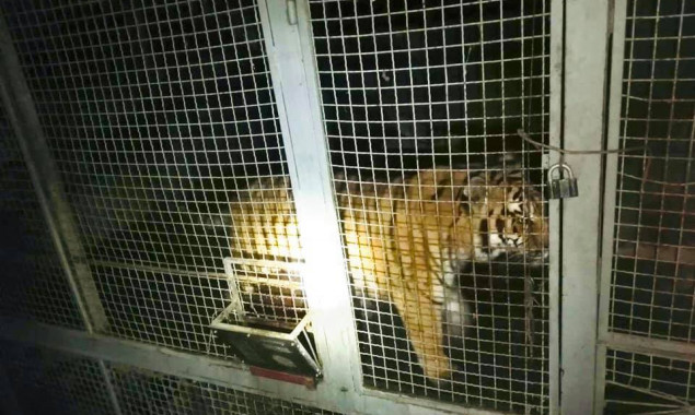 Полиция завела уголовное производство на хозяина за жестокое обращение с тиграми на столичном острове (фото)