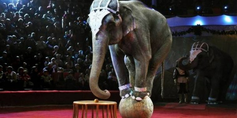 В этом году государственные цирки Украины обязаны прекратить эксплуатацию животных