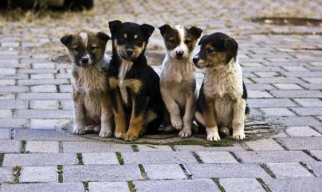 Более 8 тысяч бездомных котов и собак стерилизовали в прошлом году в Киеве