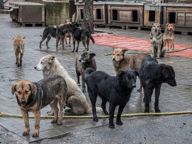 Полицию и Кличко просят отреагировать на нападения на приют для животных в Пирогово