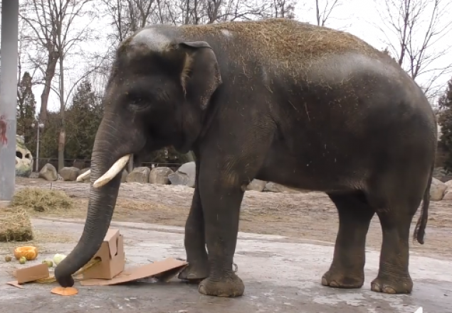 Киевский зоопарк оригинально поздравил своего самого большого обитателя - слоненка Хораса