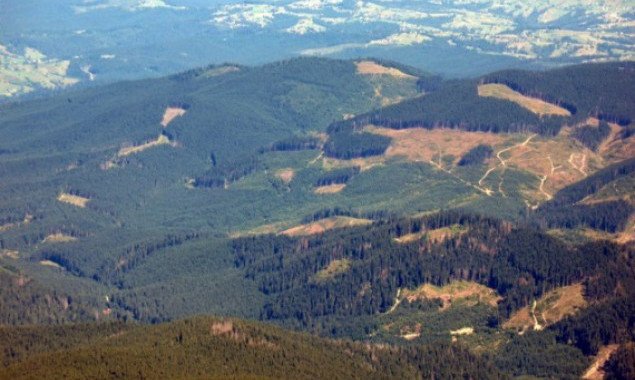 Рада одобрила создание системы Национальной инвентаризации лесов