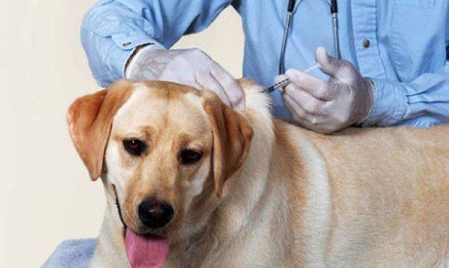 В Шевченковском районе Киева начали бесплатно вакцинировать животных от бешенства (адреса)