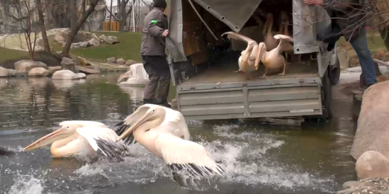 Пеликаны вернулись на озеро в Киевском зоопарке (видео)