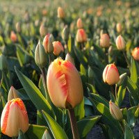 Парк “Певческое поле” запускает онлайн-экскурсии по выставке тюльпанов