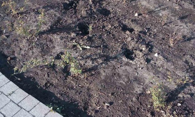 Неизвестные украли растения, высаженные месяц назад у памятника Магдебургскому праву в Киеве (фото)