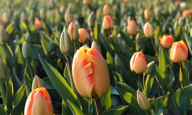 Парк “Певческое поле” запускает онлайн-экскурсии по выставке тюльпанов