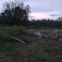 Возле парка “Феофания” и музея Пирогово в Киеве уничтожают лес для строительства очередного ЖК