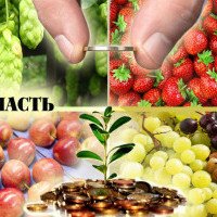 Садівництво та виноградарство Київщини потерпають від бюрократії, погоди та податкових колізій