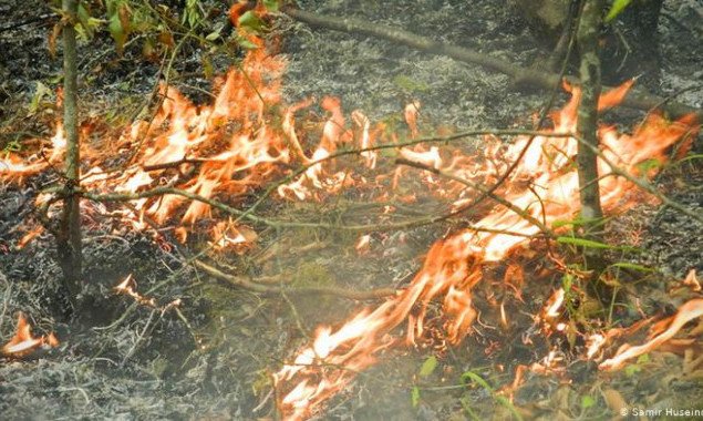 С начала года в экосистемах Киева произошло более 300 пожаров