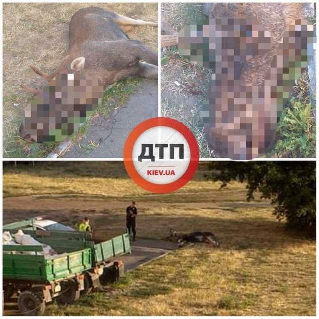 На Саперно-Слободской в Киеве насмерть сбили лося