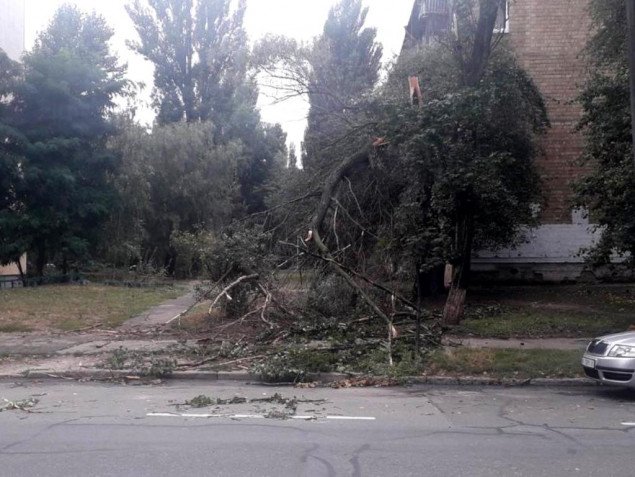 “Киевзеленстрой” отчитался об устранении множества упавших деревьев после непогоды (фото)