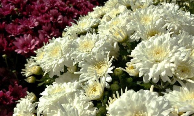 Традиционная осенняя выставка хризантем откроется в Киеве 2 октября