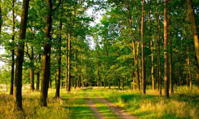 Суд вернул из незаконной аренды государству 36 гектар леса в Белоцерковском районе на Киевщине