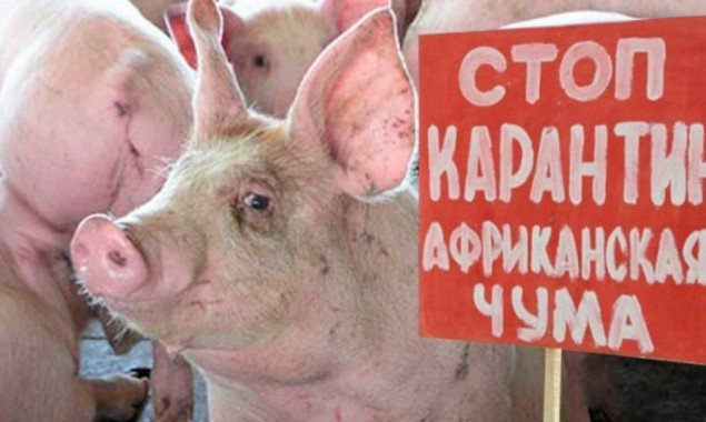 В Фастовском районе выявлена вспышка африканской чумы свиней