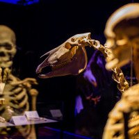 Уроки анатомии: выставку тел животных Гюнтера фон Хагенса привезли в Киев