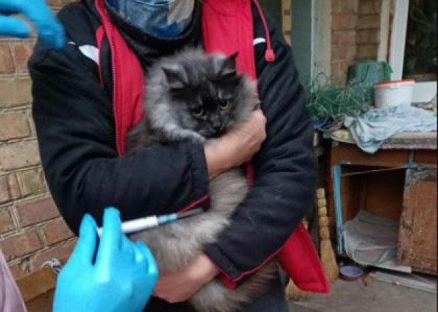 На Киевщине ветеринары срочно вакцинируют домашних животных, -  бешеный кот покусал жительницу Ирпеня