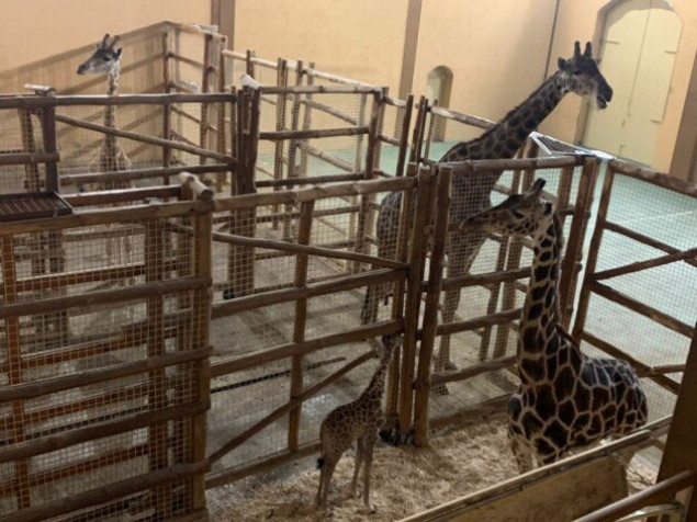 Зоопарк на Киевщине просит помочь подобрать имя жирафу (видео)