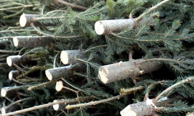 Госэкоинспекция усиливает контроль за реализацией новогодних елок в рамках акции “Новогодняя елка - 2021”