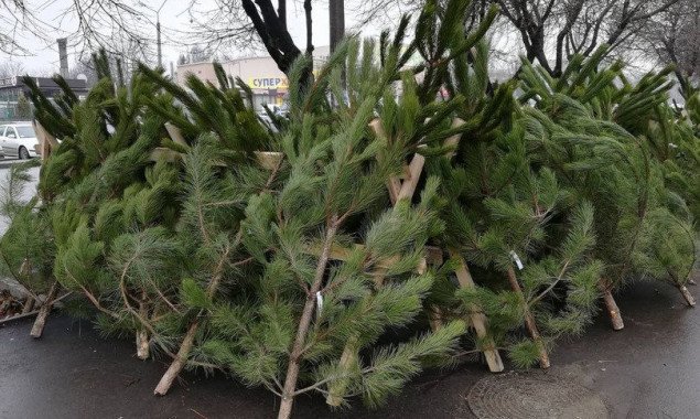 С 17 декабря в Киеве начнут работу пункты продажи елок и новогодних украшений (адреса)