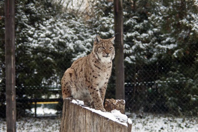 Киевский зоопарк ввел льготные цены на время локдауна