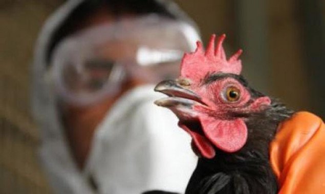На Киевщине зарегистрирован еще один случай птичьего гриппа