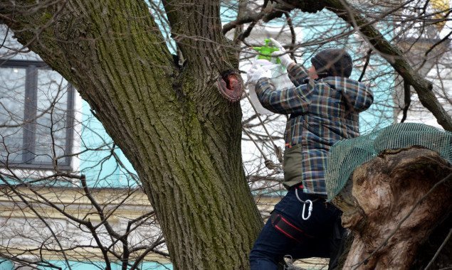 В Киеве обследовали и полечили историческое дерево (фото)
