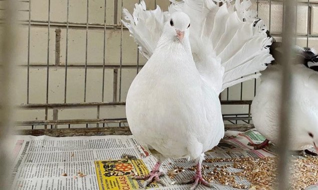 Спасенных от киевских фотографов голубей выхаживают в приюте для птиц