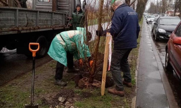 На двух локациях Днепровского района Киева высадили черные тополя (фото)