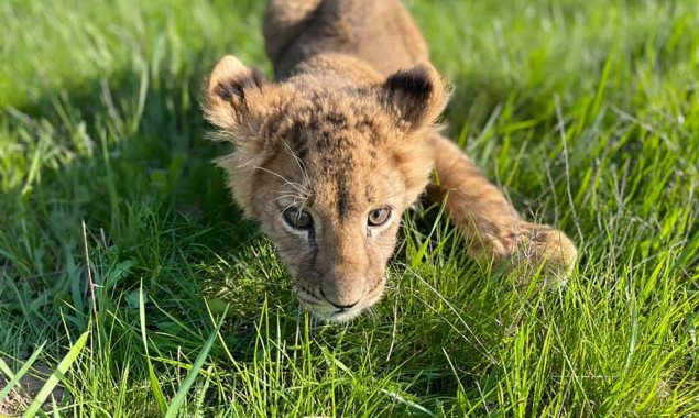 Трое львят из контактного зоопарка на Киевщине нуждаются в немедленном лечении