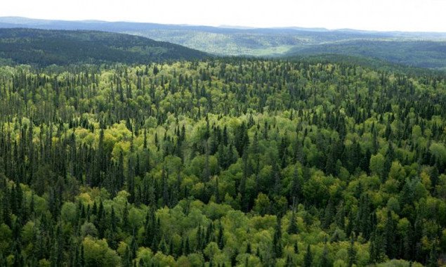 Рада может наделить Кабмин правом изменять целевое назначение лесов