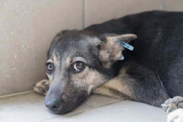 С начала года в Киеве стерилизовали и привили от бешенства более 5 тысяч бездомных животных