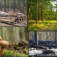 Улюблений підрядник “Укренерго” продовжить інвентаризацію лісів на Іванківщині