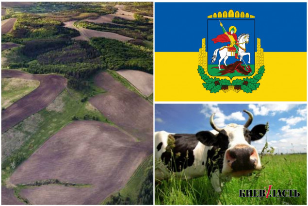 Дефіцит пасовищ в Київській області складає майже 93%