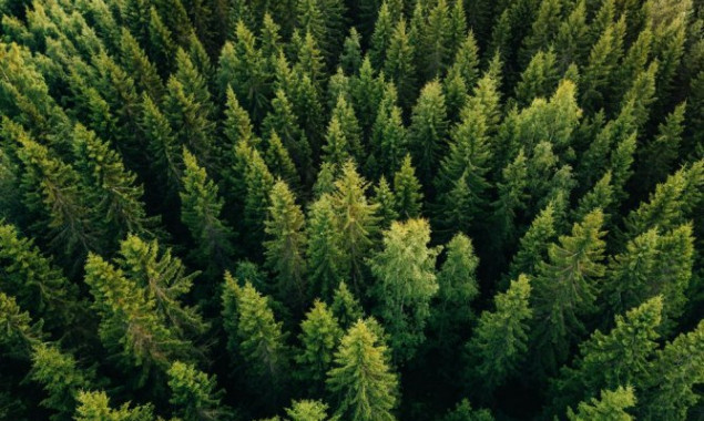 Экологический комитет ВР рекомендовал закон, позволяющий Кабмину изменять целевое назначение лесов