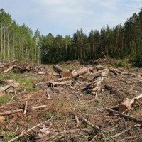 “Распил” зеленой зоны: Киеву или области достанется лакомый Беличанский лес?