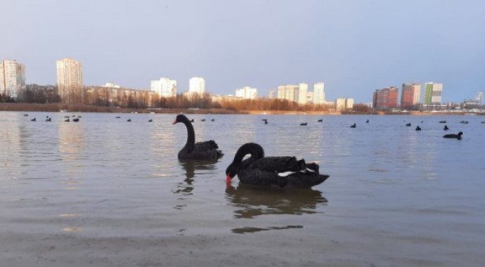 В столице на озере Вырлица поселились черные лебеди (фото)