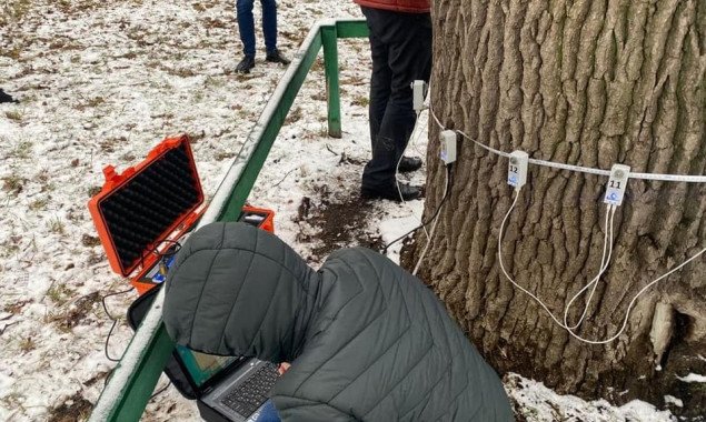 В парке Кинь-Грусть в Подольском районе Киева провели обследование многовековых дубов