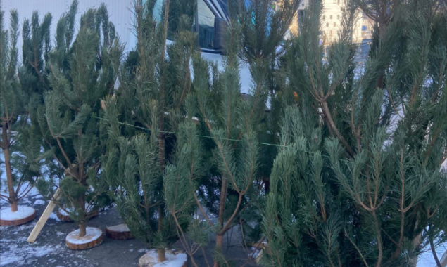 Госэкоинспекция обнаружила на елочных базарах в Соломенском районе Киева нарушения правил продаж новогодних елок (фото)