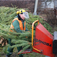 Где в Киеве сдать елку на утилизацию