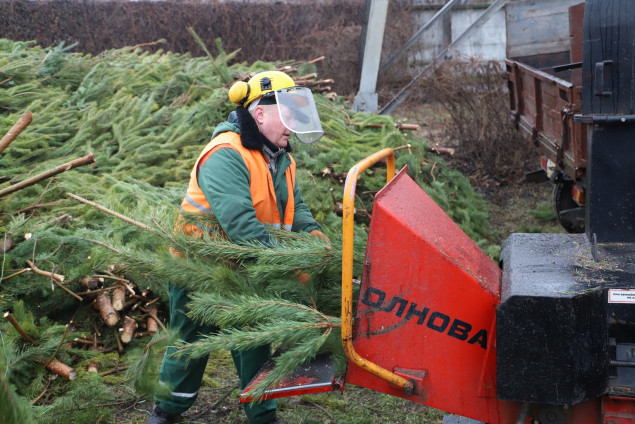 Где в Киеве сдать елку на утилизацию