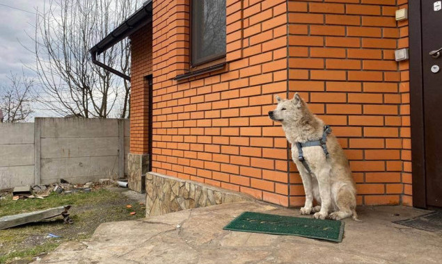 Українська Хатіко: у Макарові вірний собака акіта майже місяць чекає на повернення загиблої господині