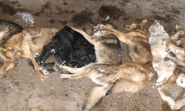 Від Кличка вимагають покарати Наталю Мазур за масову загибель собак у Бородянці